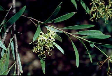 APII jpeg image of Stenocarpus angustifolius  © contact APII