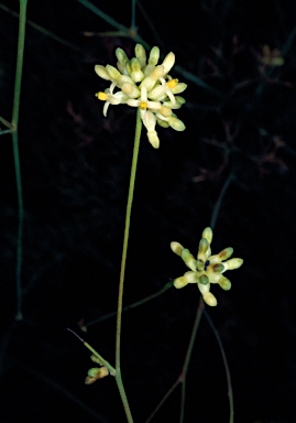 APII jpeg image of Stirlingia tenuifolia  © contact APII