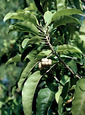 APII jpeg image of Sarcomelicope simplicifolia  © contact APII