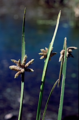 APII jpeg image of Schoenoplectiella mucronata  © contact APII