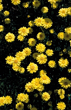 APII jpeg image of Schoenia filifolia subsp. subulifolia  © contact APII