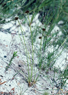 APII jpeg image of Chaetospora curvifolia  © contact APII