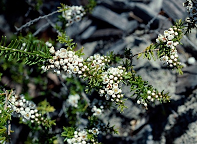 APII jpeg image of Scholtzia teretifolia  © contact APII