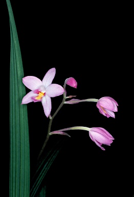 APII jpeg image of Spathoglottis parviflora  © contact APII