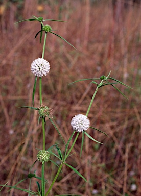 APII jpeg image of Spermacoce stenophylla  © contact APII