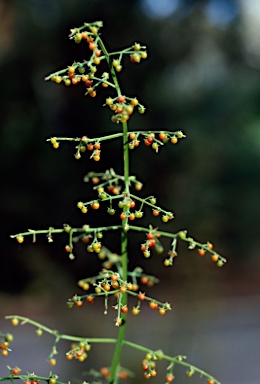 APII jpeg image of Teucrium junceum  © contact APII