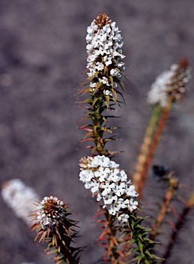 APII jpeg image of Sphenotoma dracophylloides  © contact APII