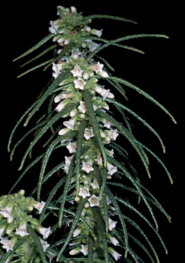 APII jpeg image of Symonanthus aromaticus  © contact APII