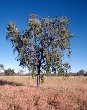 APII jpeg image of Terminalia arostrata  © contact APII