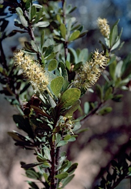 APII jpeg image of Terminalia bursarina  © contact APII