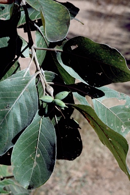 APII jpeg image of Terminalia platyphylla  © contact APII