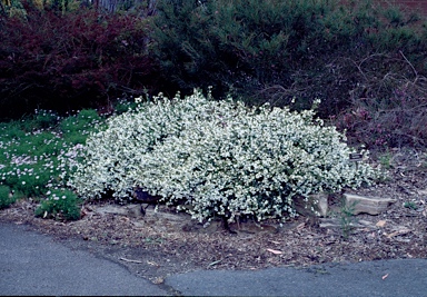 APII jpeg image of Tetratheca thymifolia  © contact APII