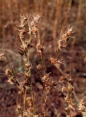 APII jpeg image of Themeda quadrivalvis  © contact APII