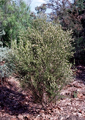 APII jpeg image of Thryptomene australis  © contact APII