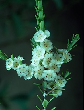 APII jpeg image of Thryptomene parviflora  © contact APII