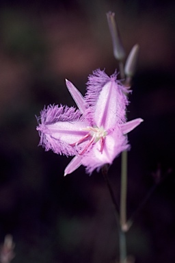 APII jpeg image of Thysanotus banksii  © contact APII