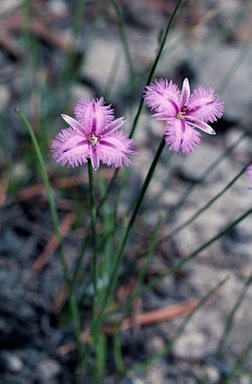 APII jpeg image of Thysanotus juncifolius  © contact APII