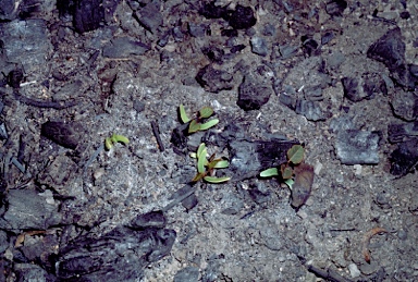 APII jpeg image of Hardenbergia violacea  © contact APII