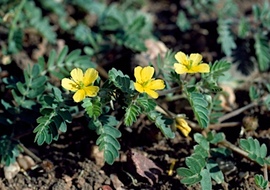 APII jpeg image of Tribulus micrococcus  © contact APII