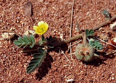 APII jpeg image of Tribulus eichlerianus  © contact APII