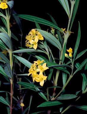 APII jpeg image of Tristania neriifolia  © contact APII