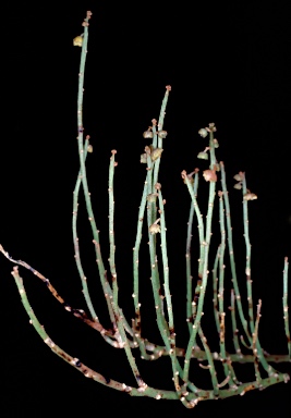 APII jpeg image of Tersonia cyathiflora  © contact APII