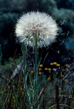 APII jpeg image of Tragopogon porrifolius  © contact APII