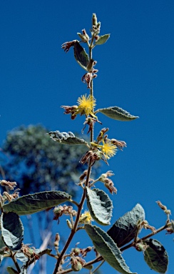 APII jpeg image of Triumfetta ryeae subsp. ryeae  © contact APII
