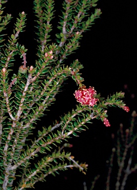 APII jpeg image of Trochocarpa thymifolia  © contact APII