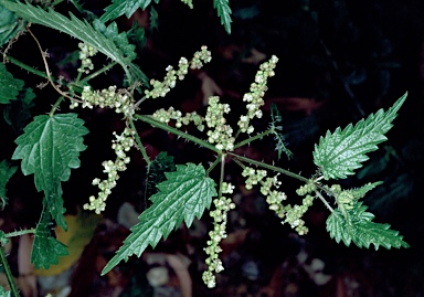 APII jpeg image of Urtica incisa  © contact APII