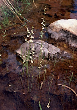 APII jpeg image of Utricularia fulva  © contact APII