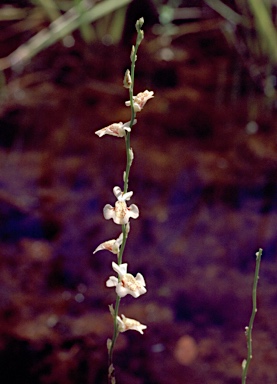 APII jpeg image of Utricularia fulva  © contact APII