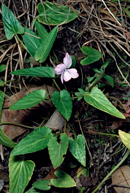 APII jpeg image of Viola betonicifolia subsp. novaguineensis  © contact APII