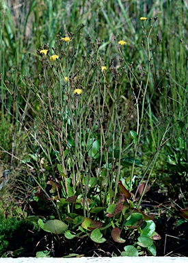 APII jpeg image of Ornduffia calthifolia  © contact APII
