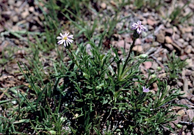 APII jpeg image of Vittadinia muelleri  © contact APII