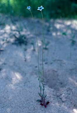 APII jpeg image of Wahlenbergia capensis  © contact APII