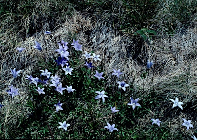 APII jpeg image of Wahlenbergia ceracea  © contact APII