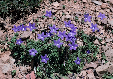 APII jpeg image of Wahlenbergia gloriosa  © contact APII