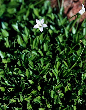 APII jpeg image of Wahlenbergia saxicola  © contact APII