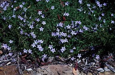 APII jpeg image of Wahlenbergia glabra  © contact APII