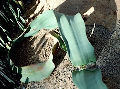APII jpeg image of Welwitschia mirabilis  © contact APII