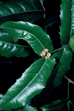 APII jpeg image of Wilkiea macrophylla  © contact APII