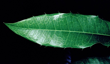 APII jpeg image of Wilkiea macrophylla  © contact APII