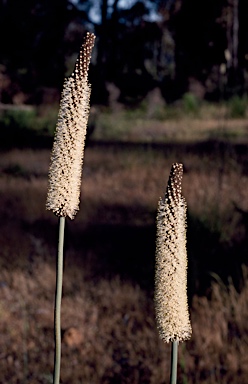 APII jpeg image of Xanthorrhoea gracilis  © contact APII