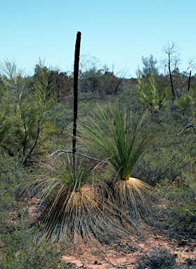 APII jpeg image of Xanthorrhoea johnsonii  © contact APII