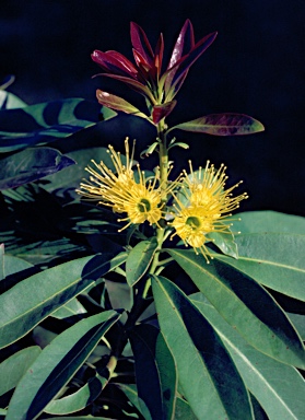 APII jpeg image of Xanthostemon chrysanthus  © contact APII