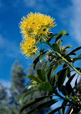 APII jpeg image of Xanthostemon chrysanthus  © contact APII