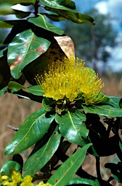 APII jpeg image of Xanthostemon paradoxus  © contact APII