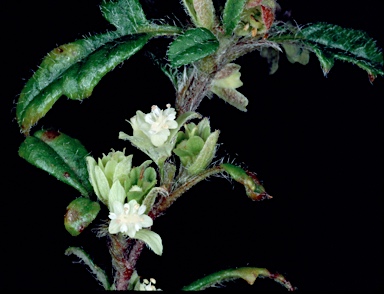 APII jpeg image of Xanthosia pilosa  © contact APII