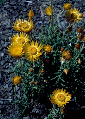 APII jpeg image of Xerochrysum subundulatum  © contact APII